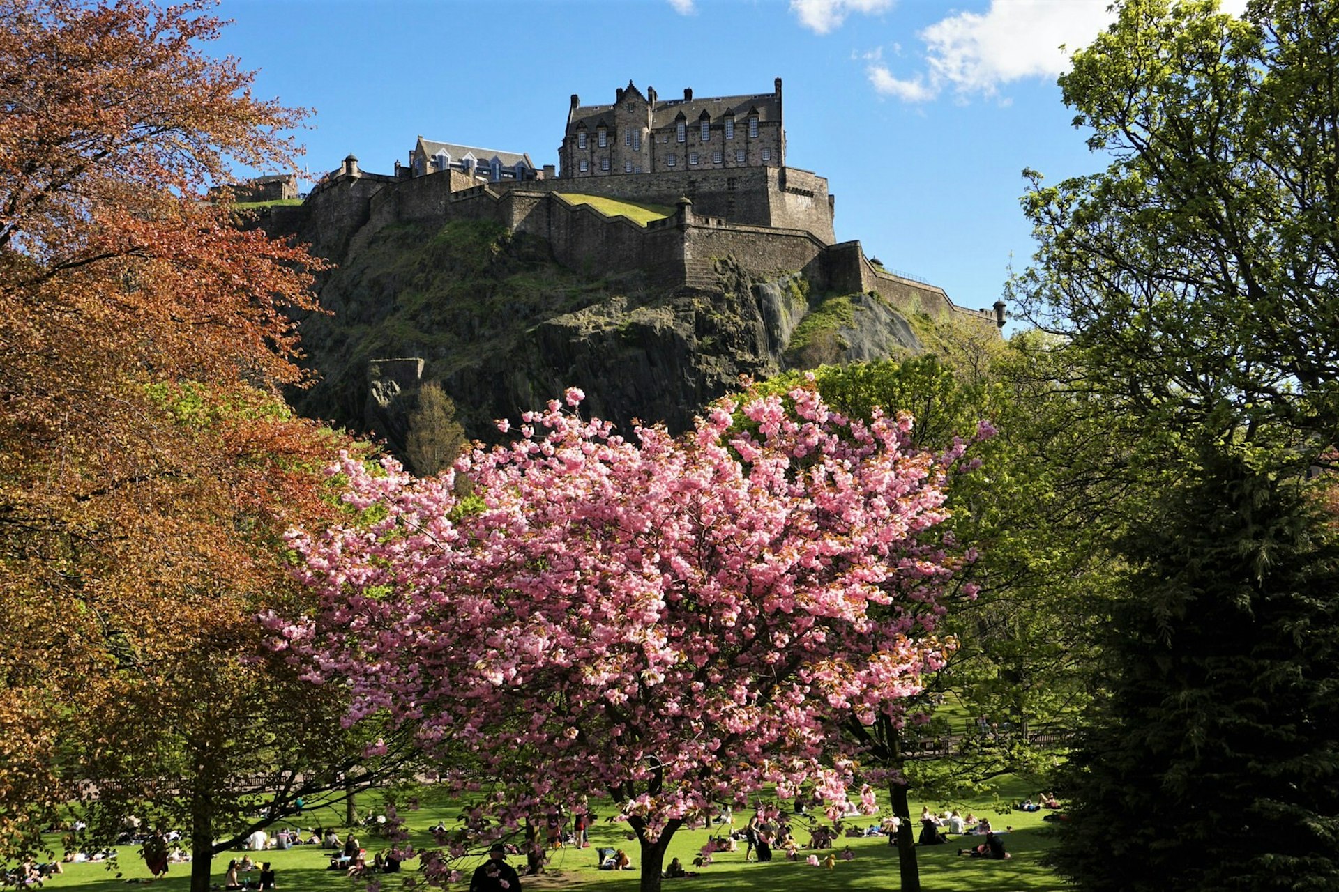 Edinburgh Castle with some spring cherry blossom in the park beneath it.