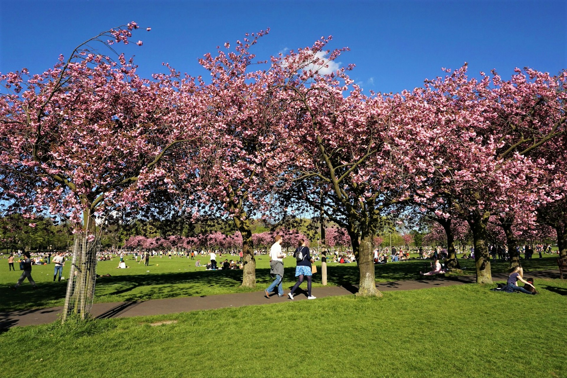 People walk through the Meadows under the cherry blossom.
