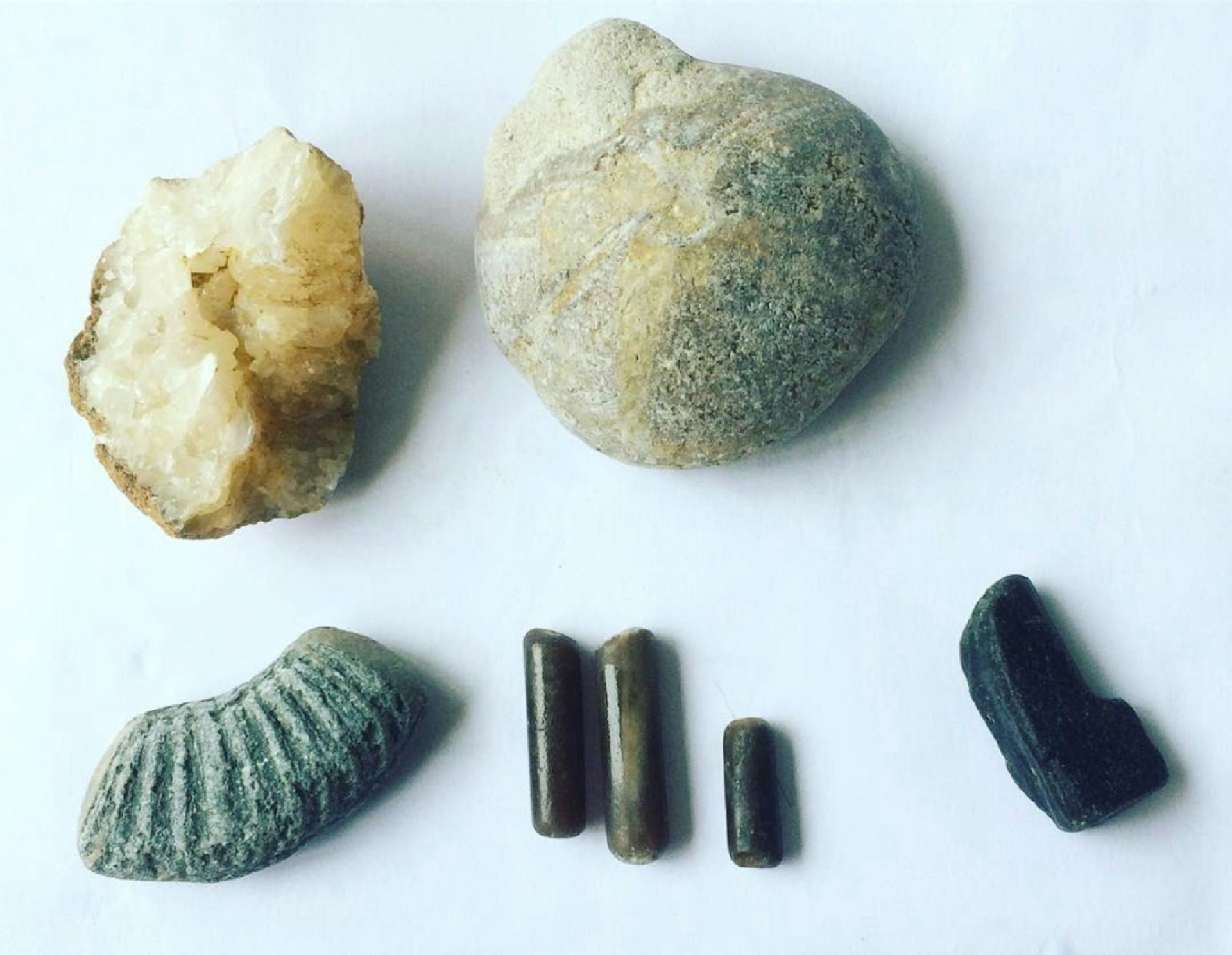 A selection of fossils