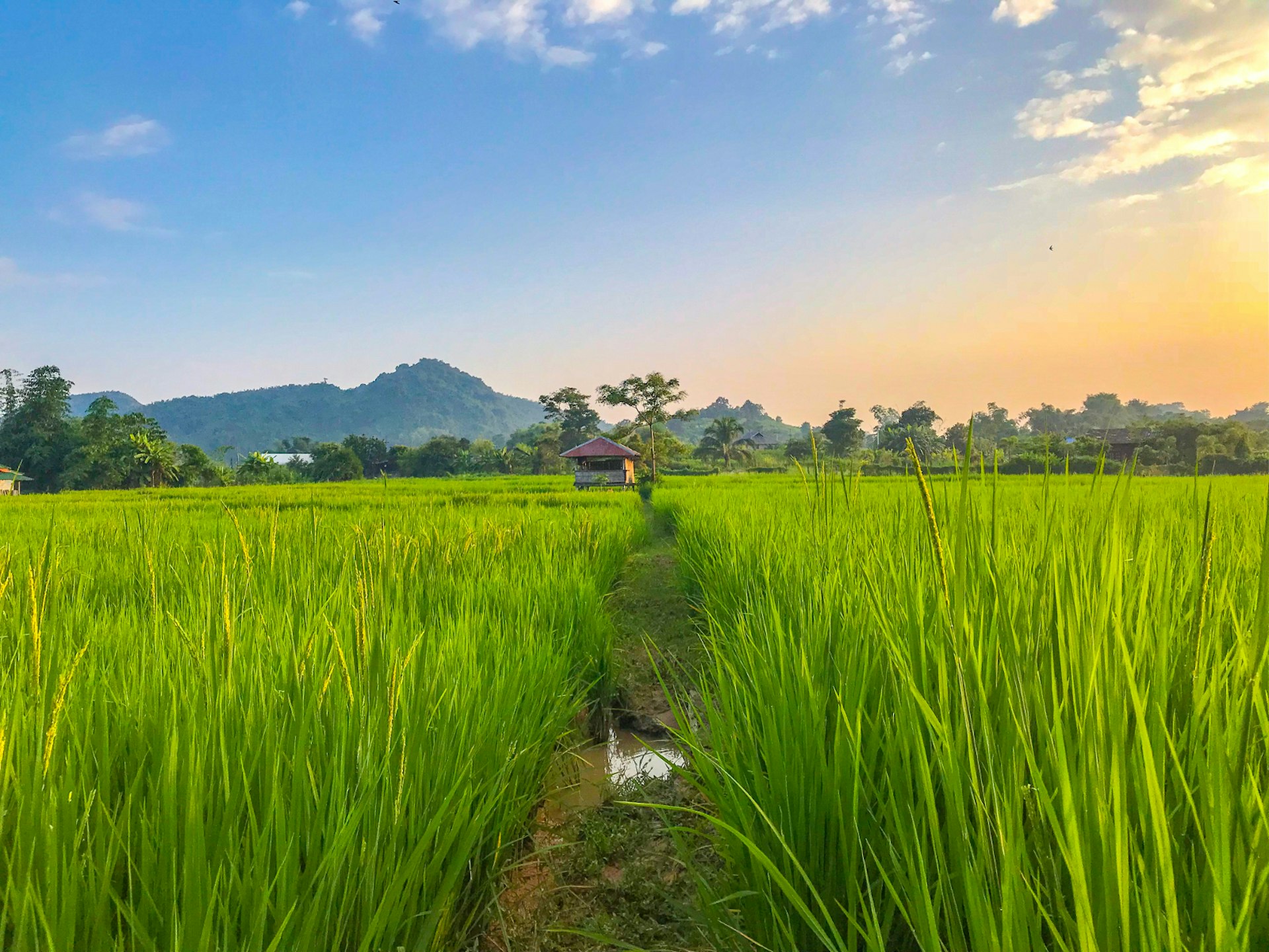 Rice fields of Chiang Rai