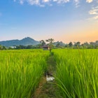 Features - Rice_field_chiang_rai-c7c7c9b5d309