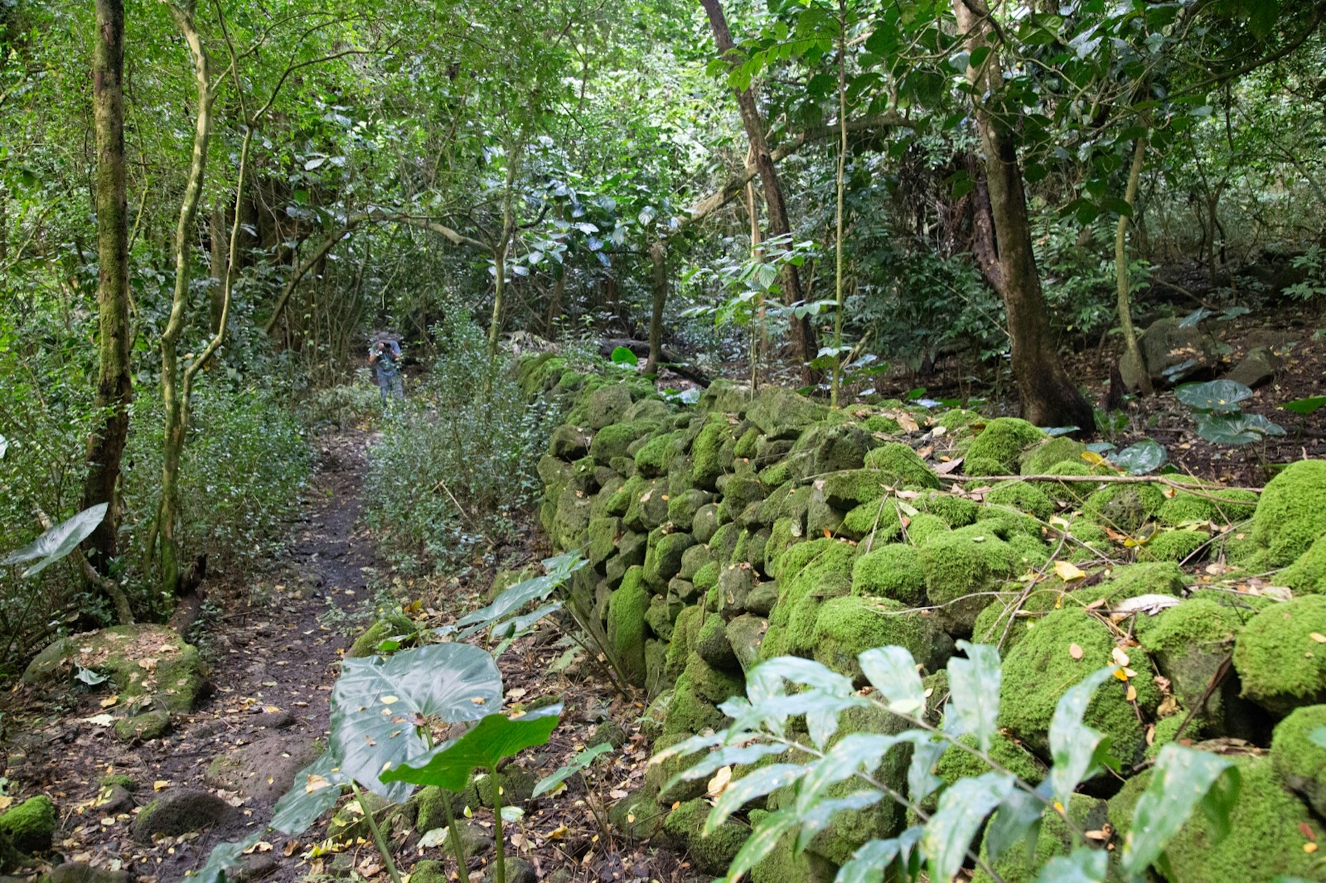 A wall of moss-covered stones stretches through the jungle next to a path