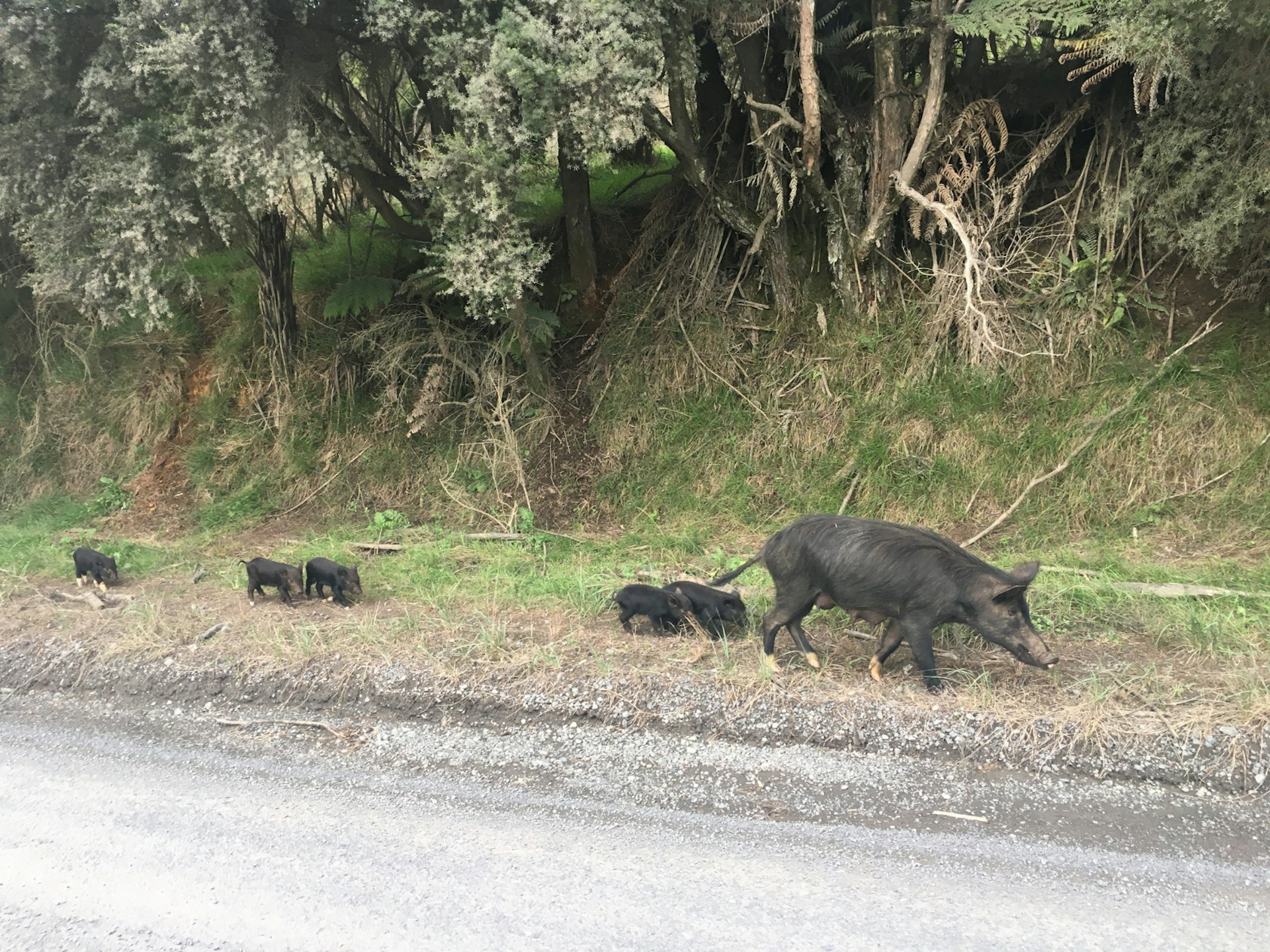 Pigs from Stu's pig farm walking along the side of the road