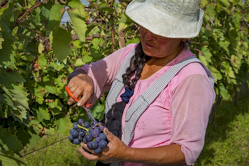 A woman in a white hat, pink shirt and checked overalls harvests cabernet sauvignon grapes in Tarija, Bolivia