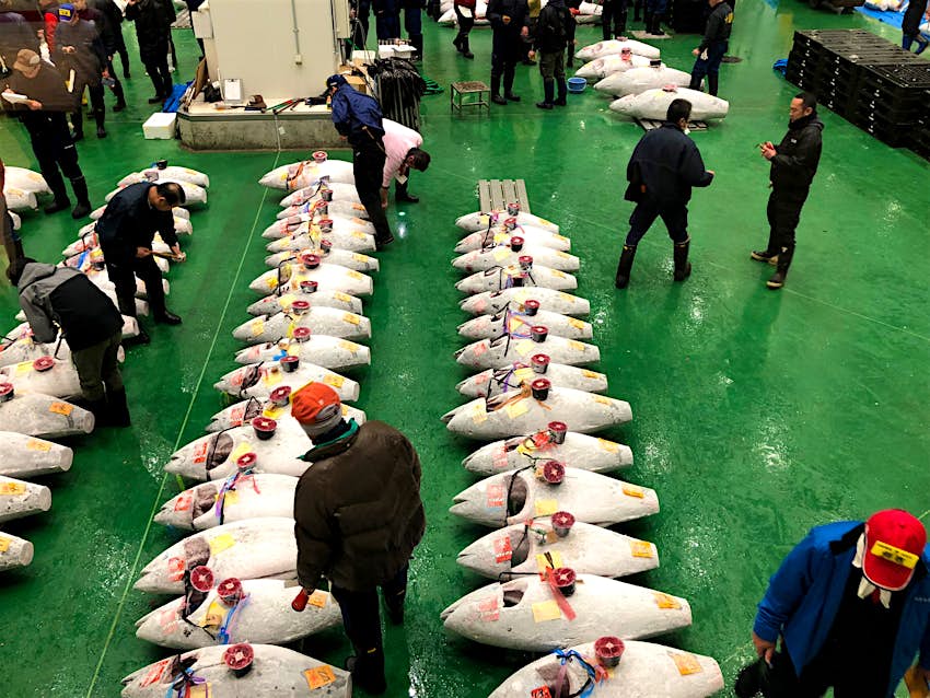 Naka-oroshi examine the fish at Toyosu's tuna auction