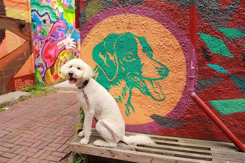 A dog sits in front of a red- orange and green dog-themed mural in Ithaca New York