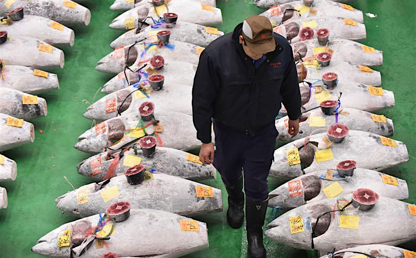 Huge frozen tuna are arranged in lines at Toyosu Market