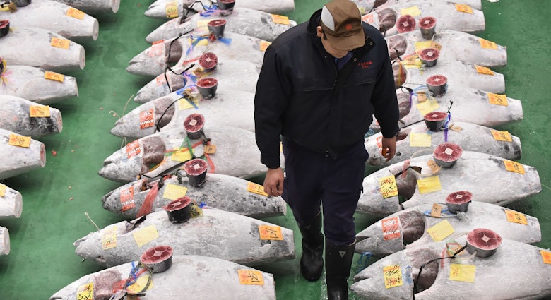Huge frozen tuna are arranged in lines at Toyosu Market