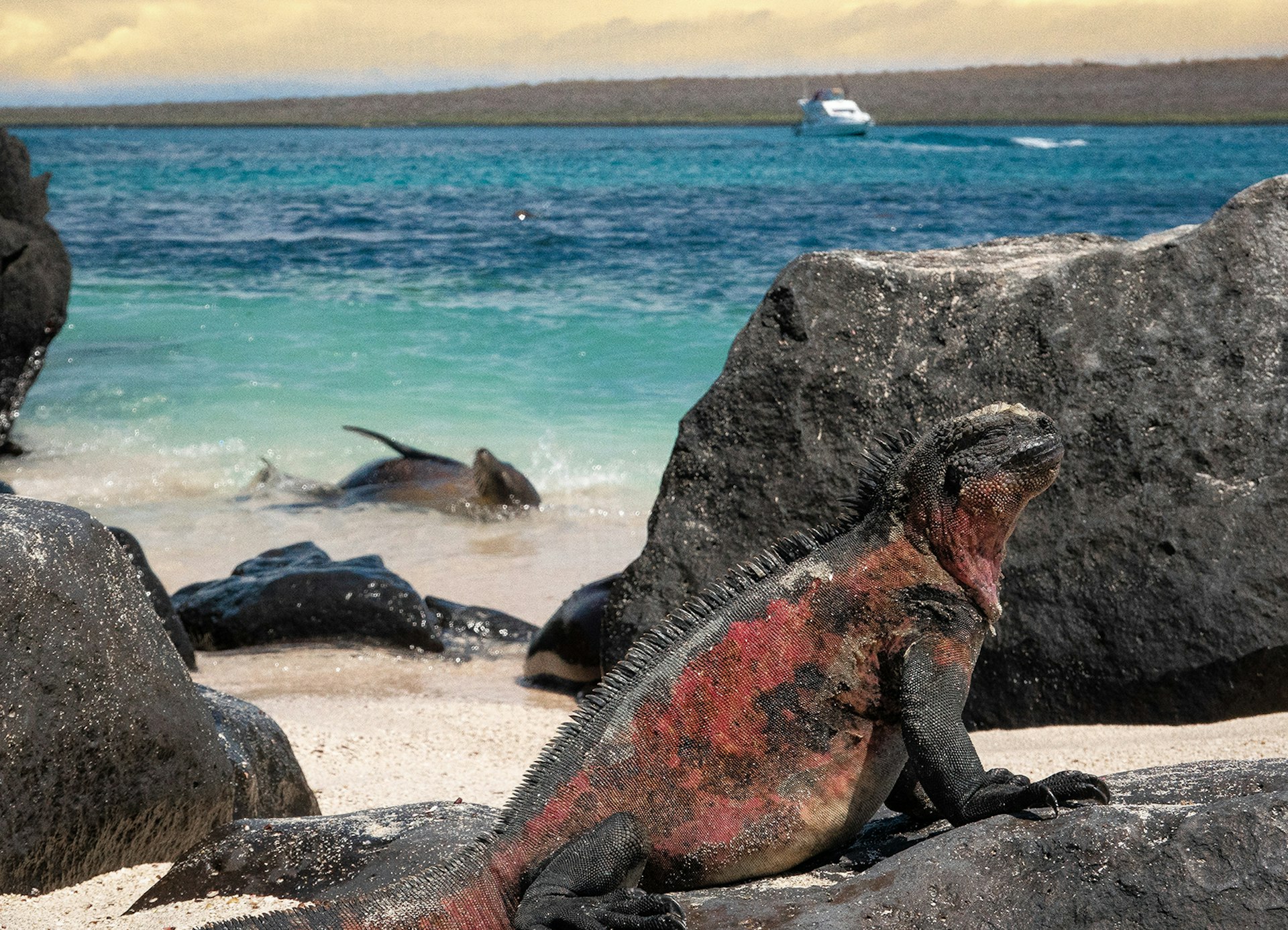 A red and black iguana sits on a dark grey rock in front of a clear blue shoreline. A seal plays in the surf.