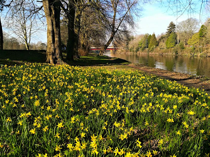Daffodils in Bute Park, Cardiff
