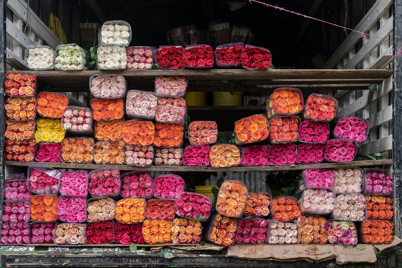 Bundles of orange, pink and red flowers sit in bundles on wooden shelves in Bogotá, Colombia