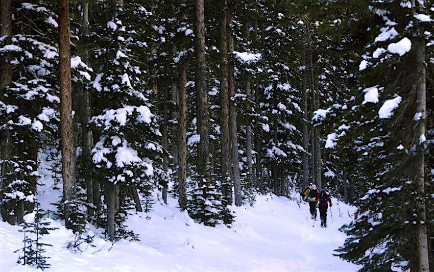 Features - ESTES PARK, CO. NOV. 30, 2004 Two back-country skiers hike, Tuesday, Nov. 30, 2004, in Hidden Valley at Rocky Mountain National Park. Hidden Valley was a popular ski run at Rocky Mountain National Park when it began in 1949, but it was shut dow Two skiers traverse a snowy trail as tall trees surround them on all sides