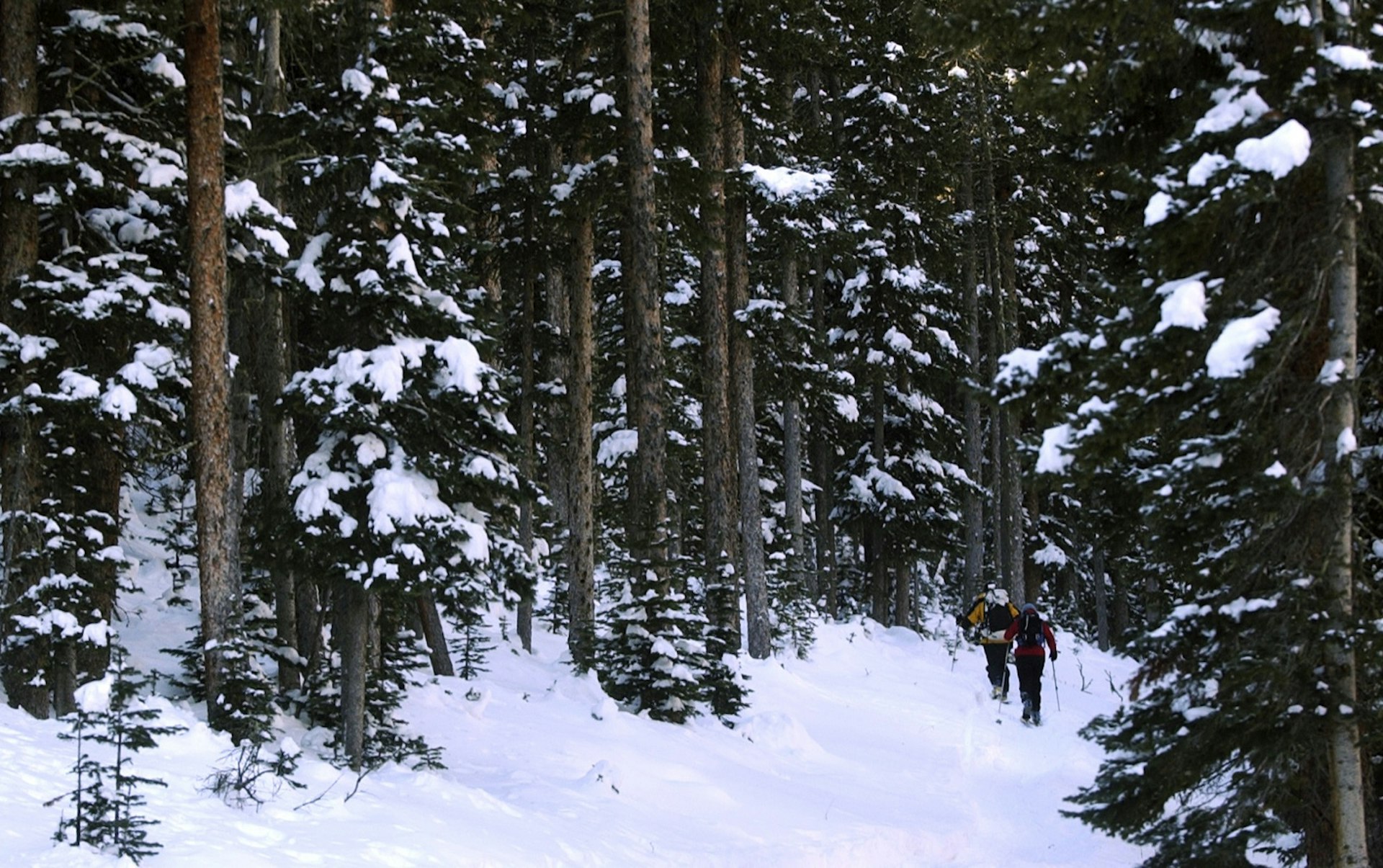 Two skiers traverse a snowy trail as tall trees surround them on all sides