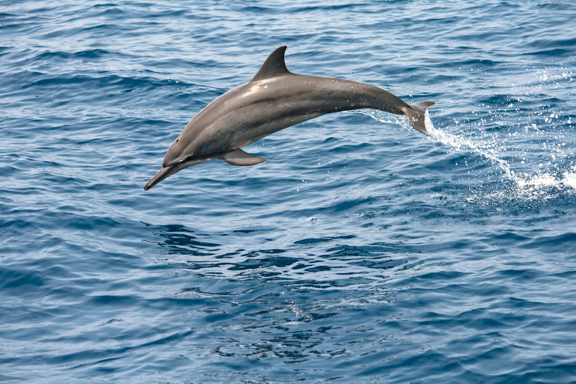 A dolphin leaping off Sri Lanka's east coast