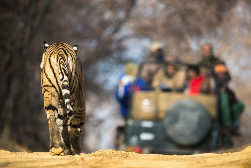 Tourists in a 4WD watching a Bengal tiger approach them. The tiger is seen from the rear. Best places to spot tigers in the wild