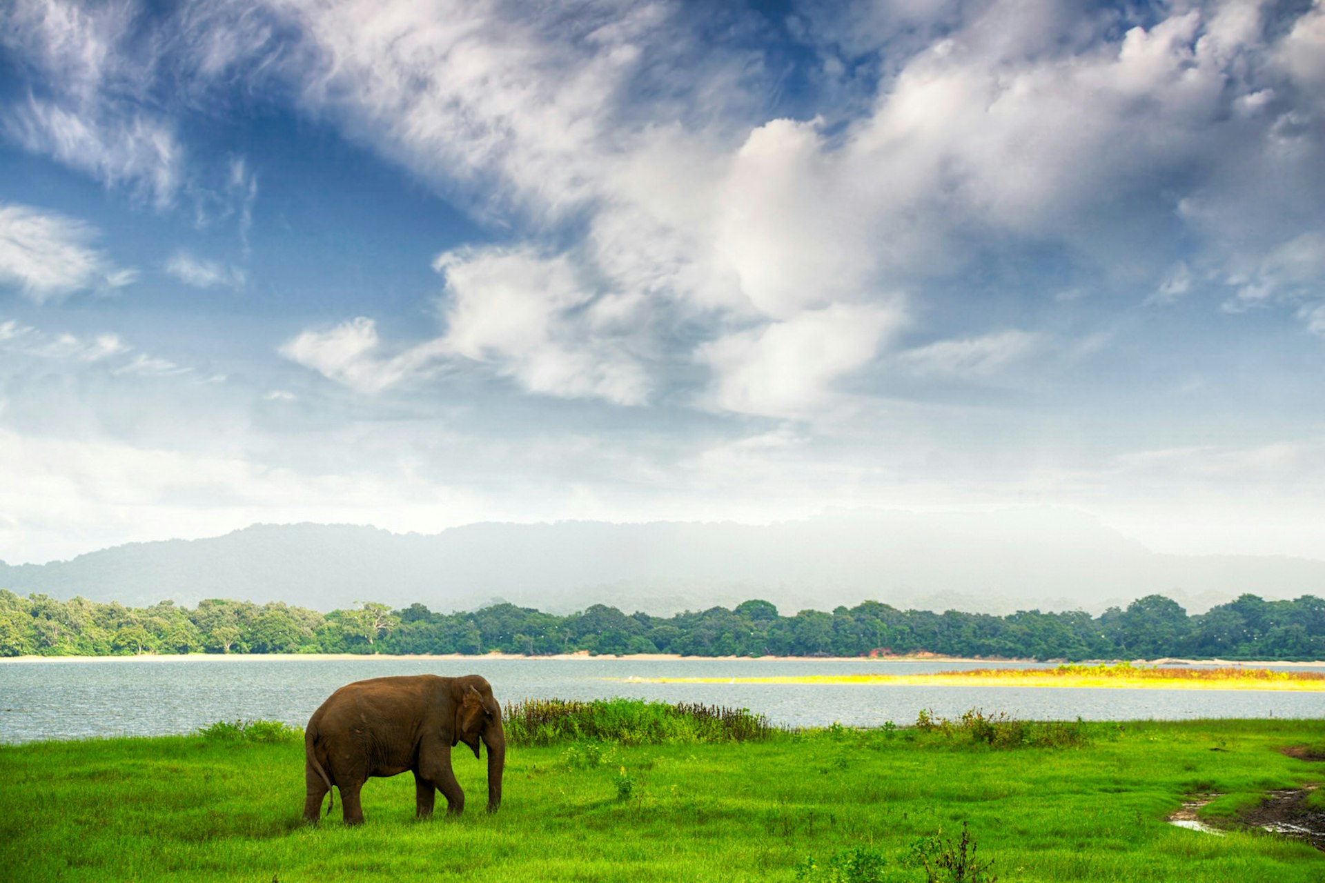 A lone elephant in Minneriya National Park