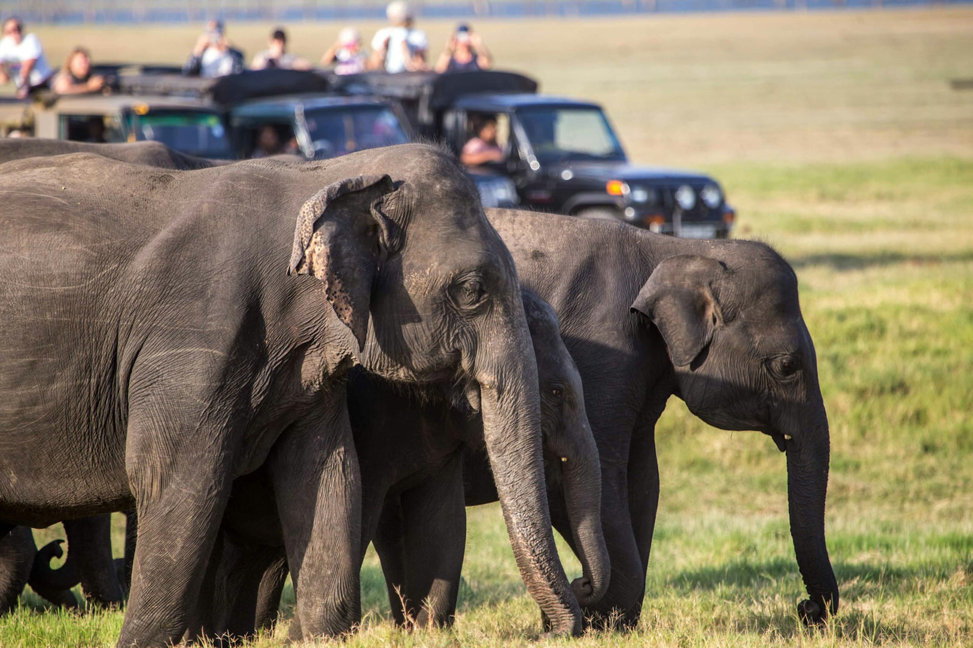 Elephants crowded by jeeps