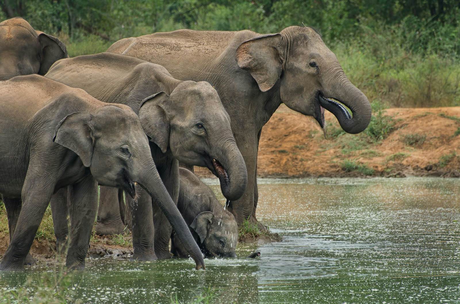 Responsible animal watching in Sri Lanka - Lonely Planet