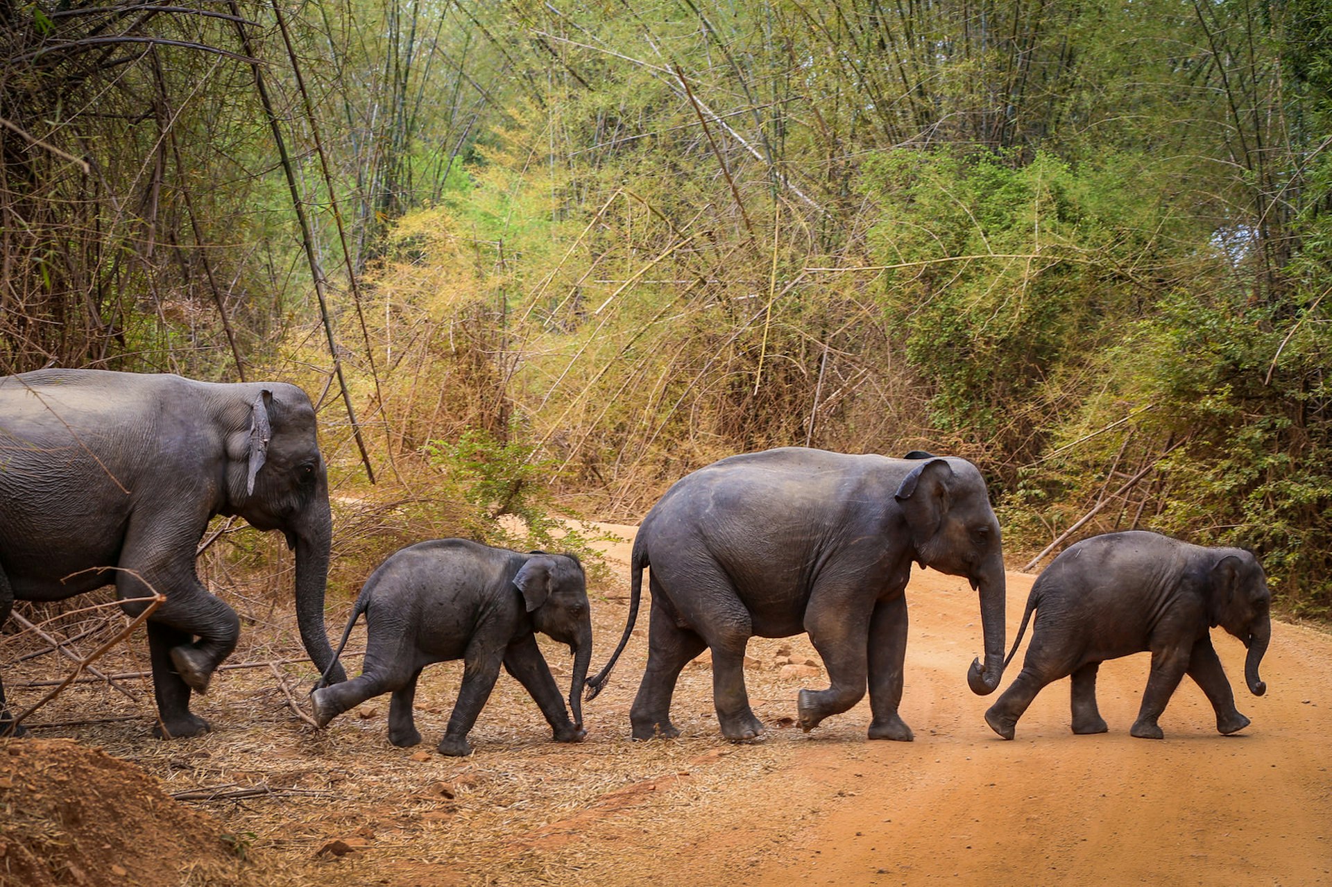 Elephant family crossing a jungle track