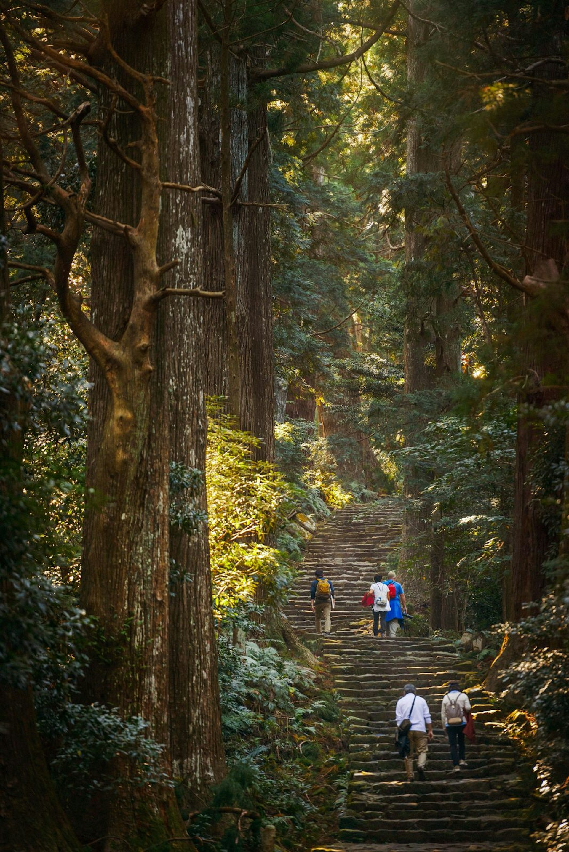 Walkers climb Daimon-zaka's 267 steps, which are lined with cedar trees