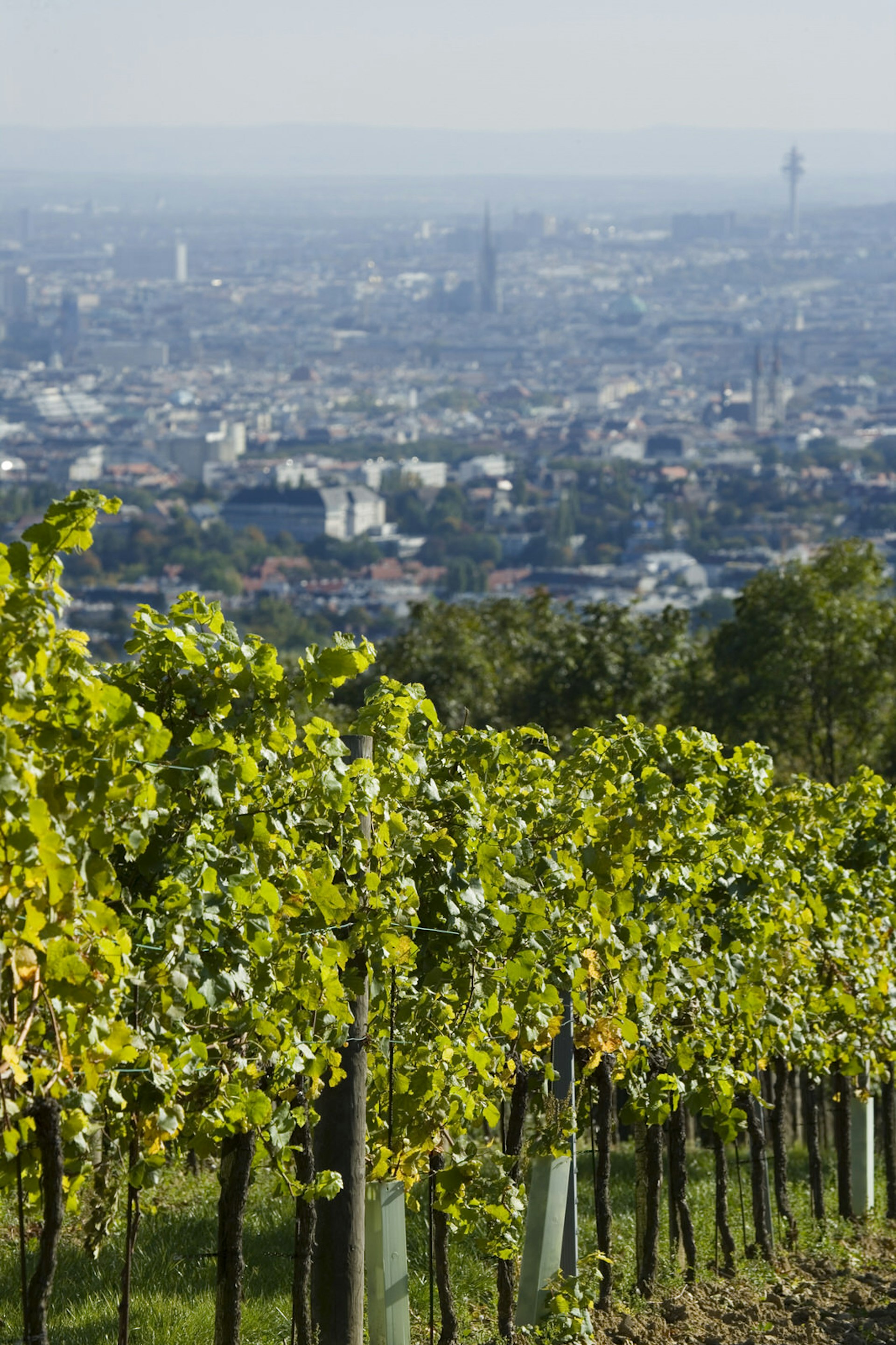 A vineyard with a view of Vienna's cityscape in the background