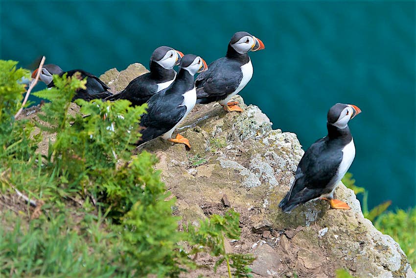 Puffins on a cliff edge on Skomer Island, Pembrokeshire