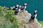 Puffins on a cliff edge on Skomer Island, Pembrokeshire.