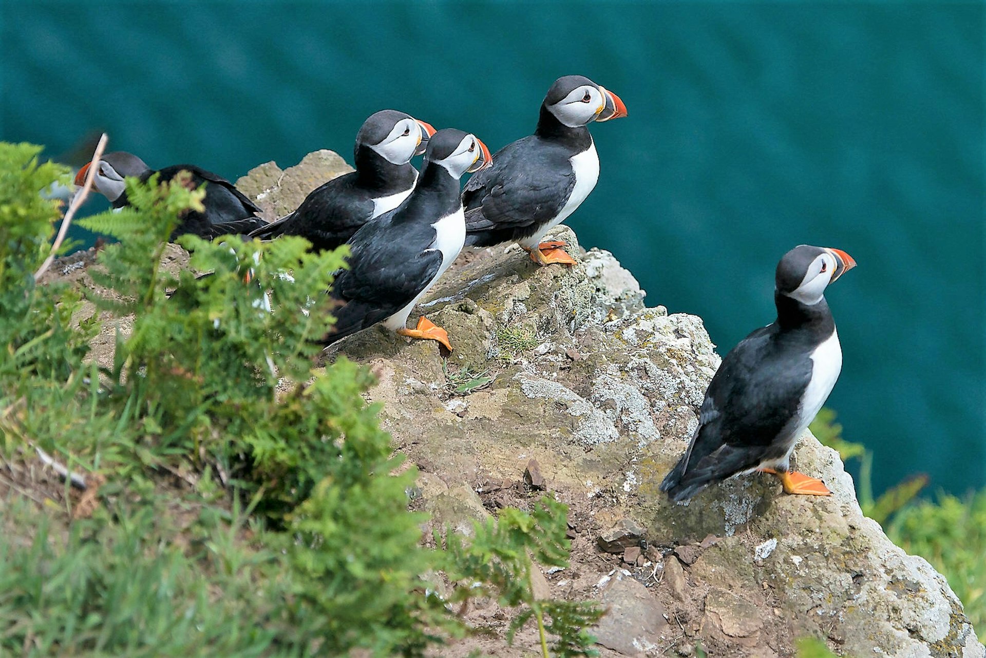 Puffins on a cliff edge on Skomer Island, Pembrokeshire