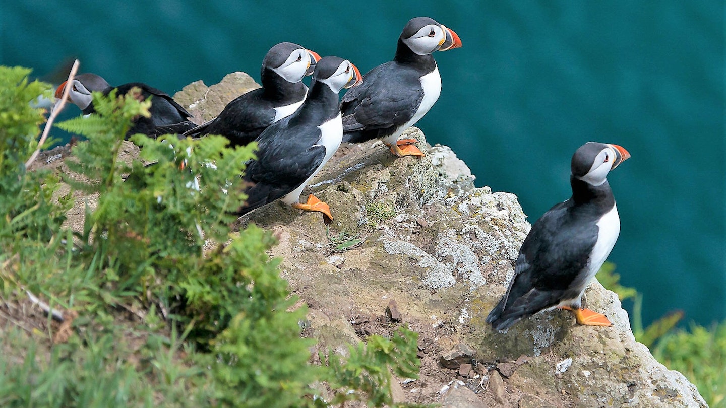 Puffins on a cliff edge on Skomer Island, Pembrokeshire.