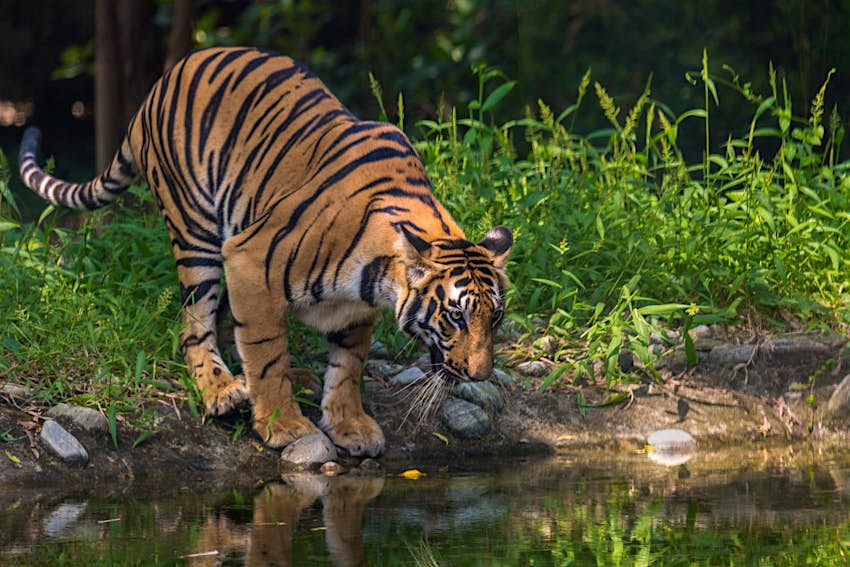 The best places to see tigers in the wild – Lonely Planet