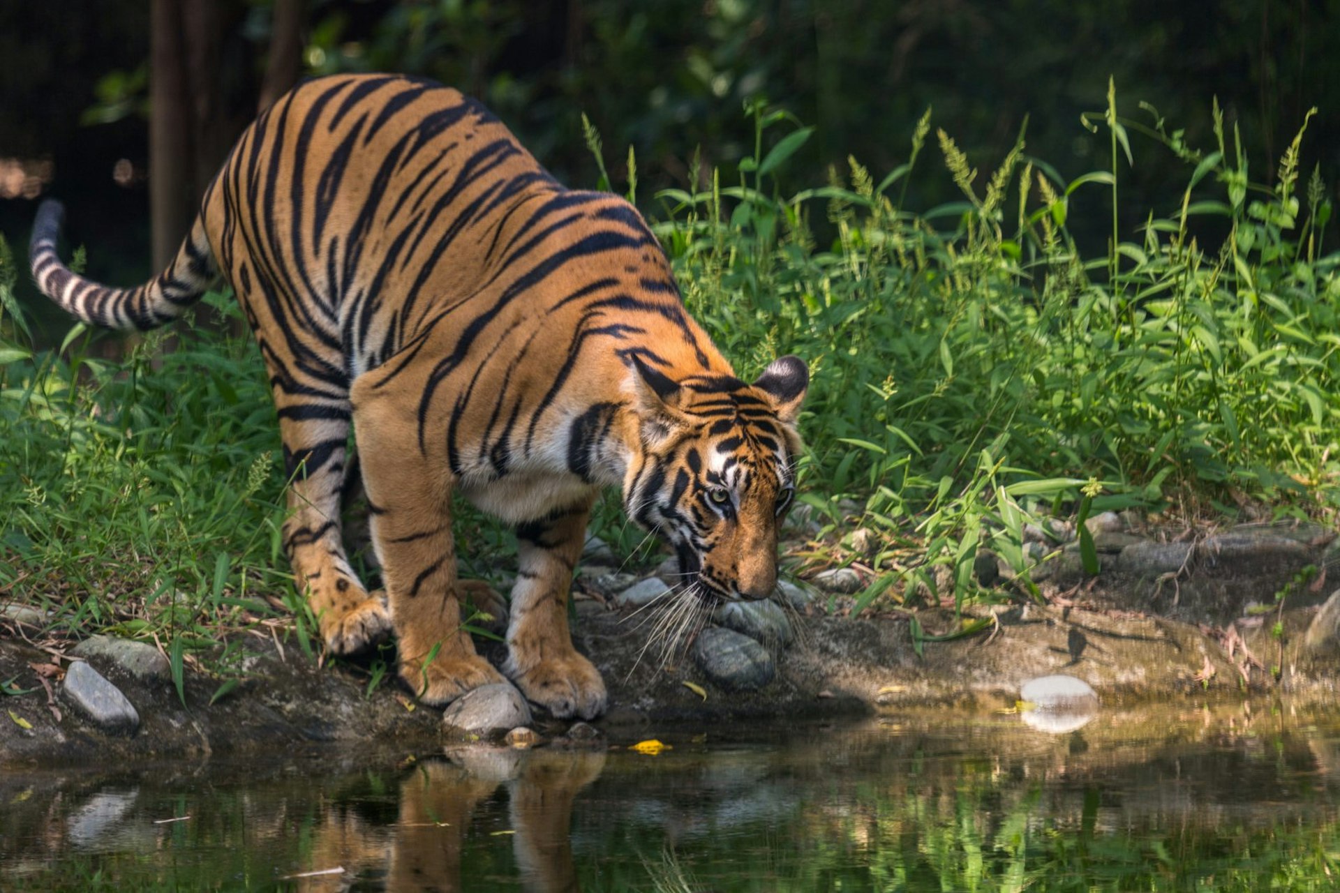 A tiger lowering its head to the water