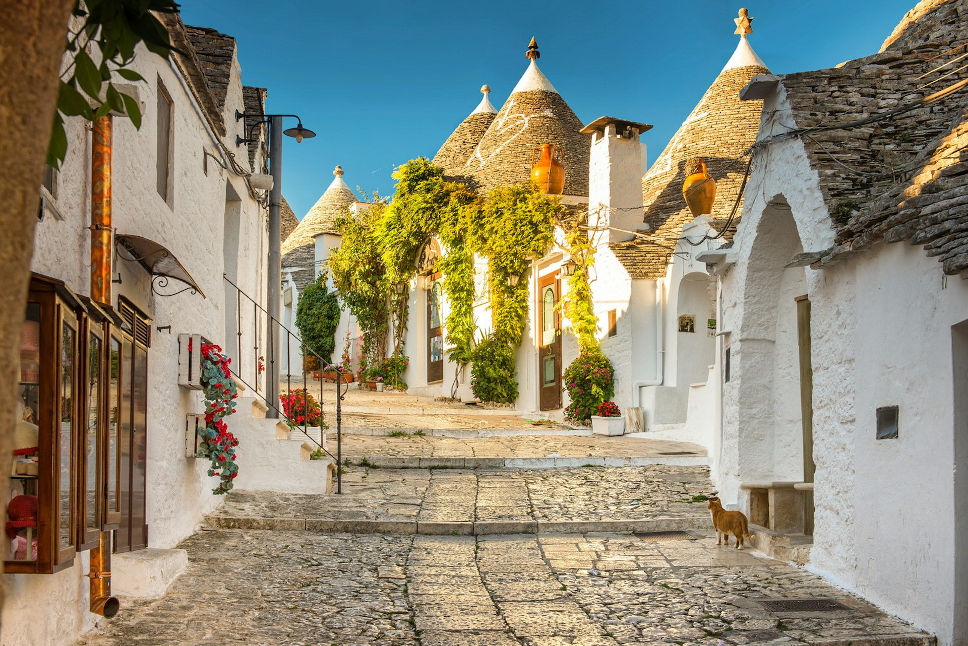 A cat looks up a picturesque street of trulli, with their conical roofs