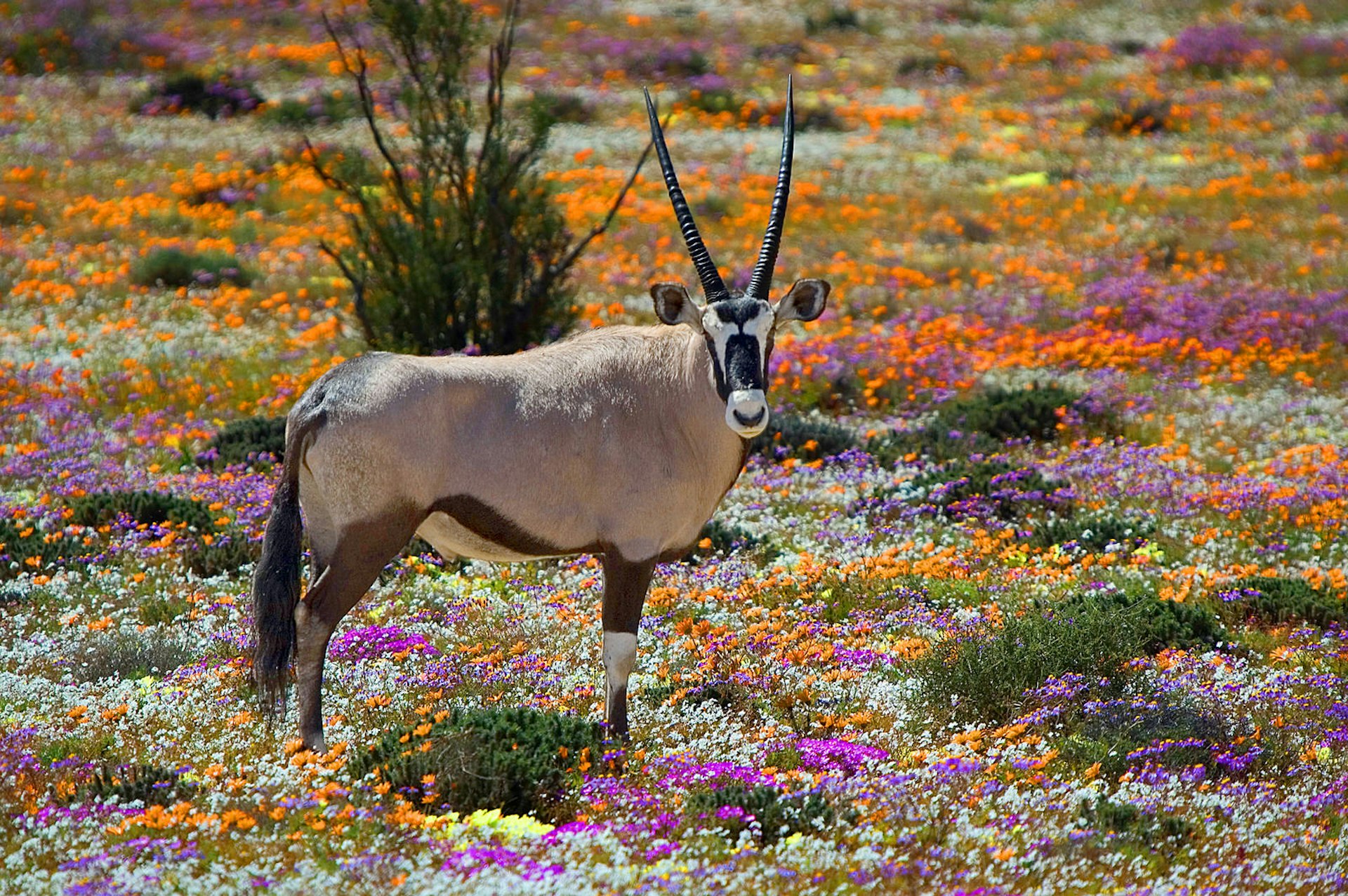A horned oryx stands in a field of orange, purple and white flowers