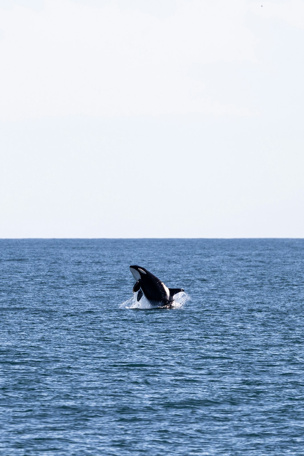 An orca breaching in the Gulf of Alaska