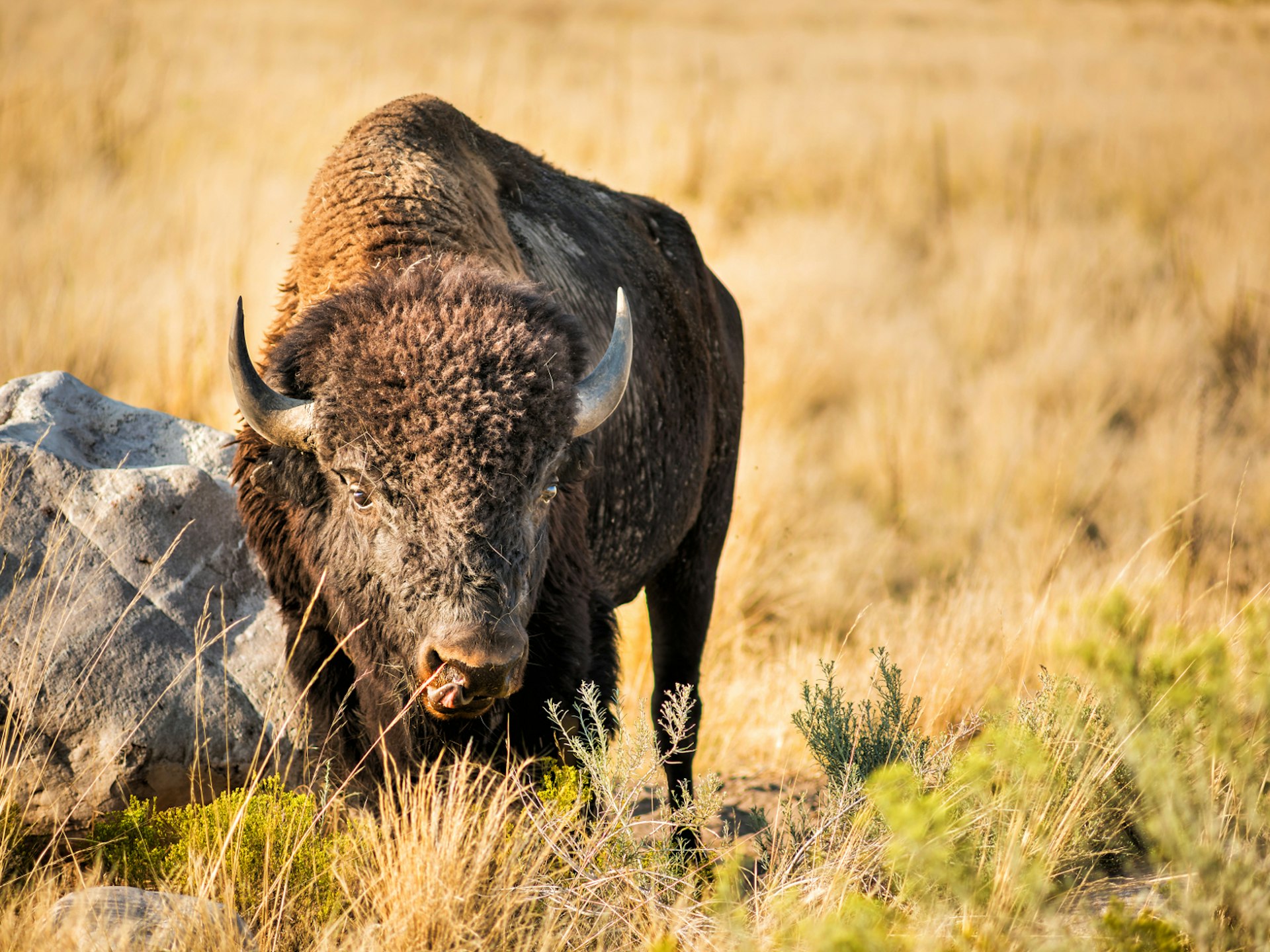 A bison on Antelope Island
