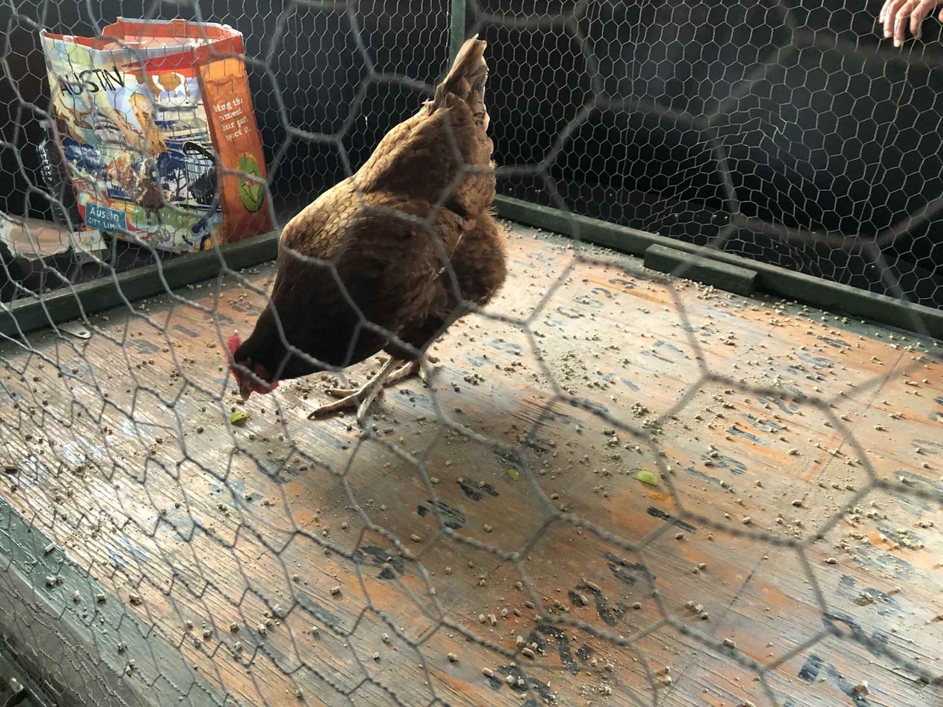 A chicken is in a cage made of chicken wire in the Hill Country, with a plywood floor covered in numbers and small piles of chicken scat