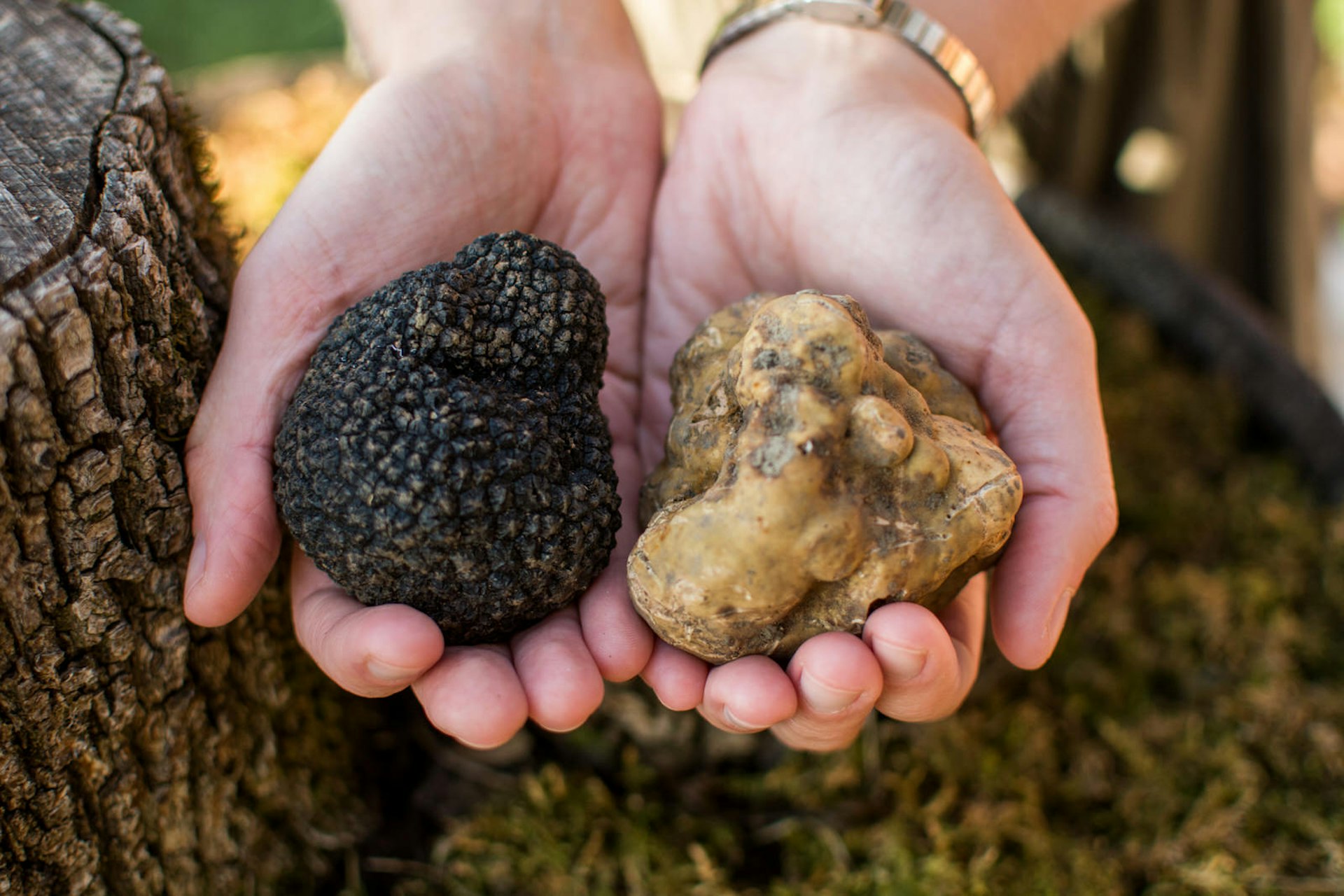 Two hands hold large black and white truffles
