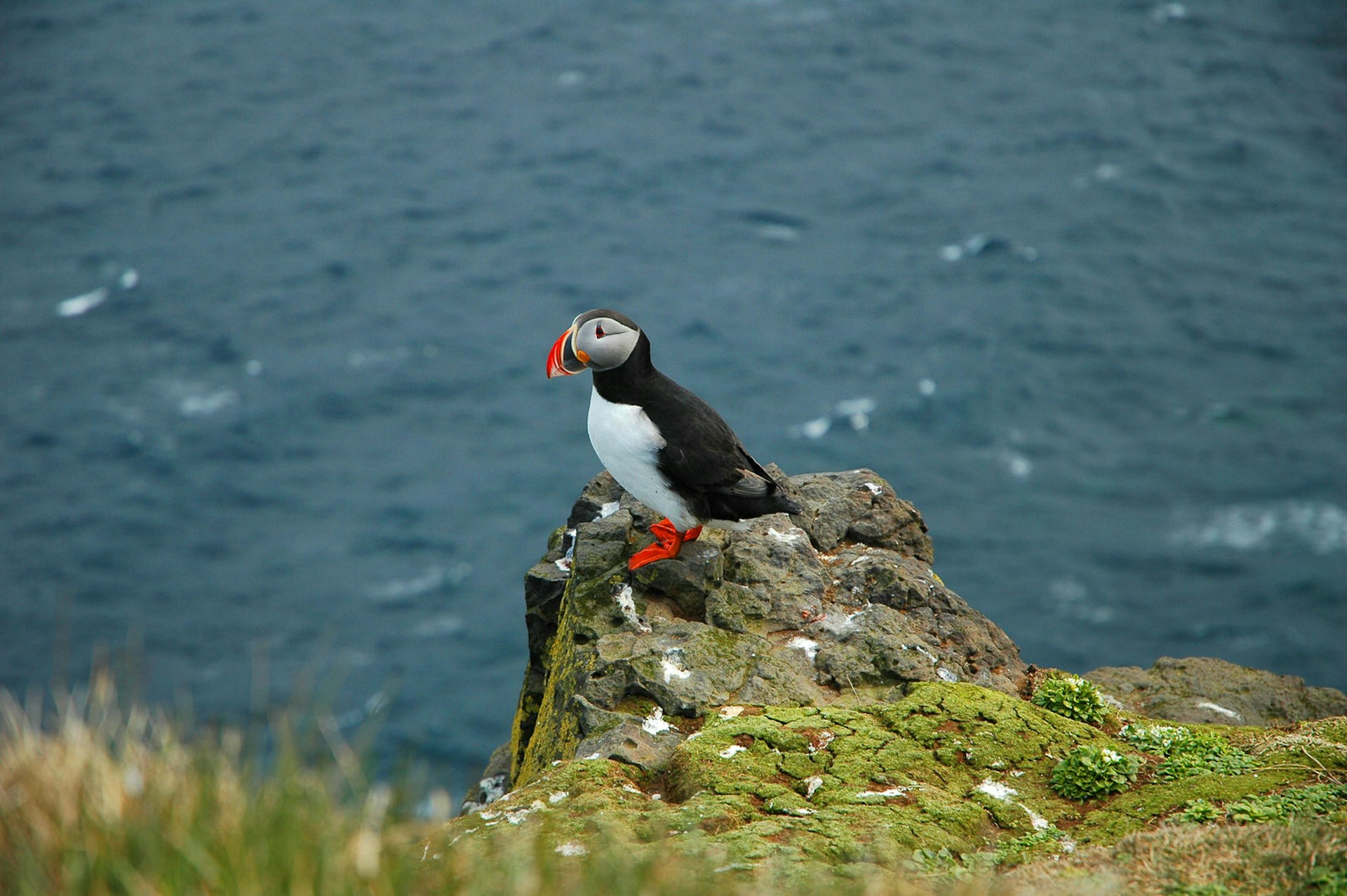 A puffin sits on a cliff edge on Grímsey island