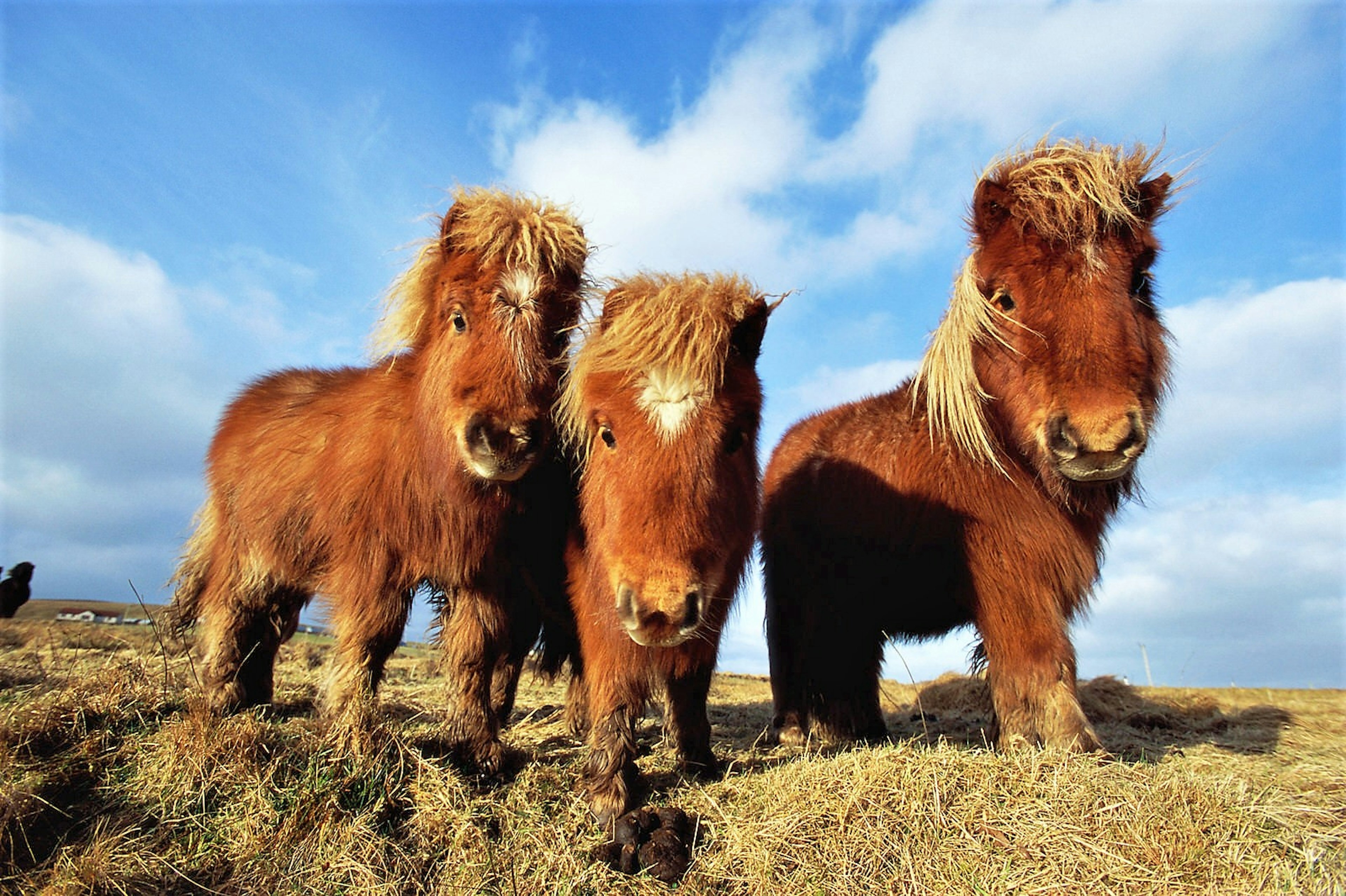 Three Shetland ponies look curiously at the viewer