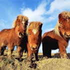 Three Shetland ponies look curiously at the viewer
