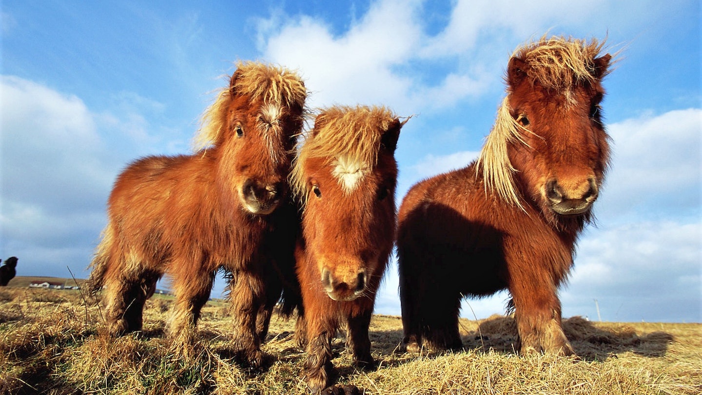 Three Shetland ponies look curiously at the viewer
