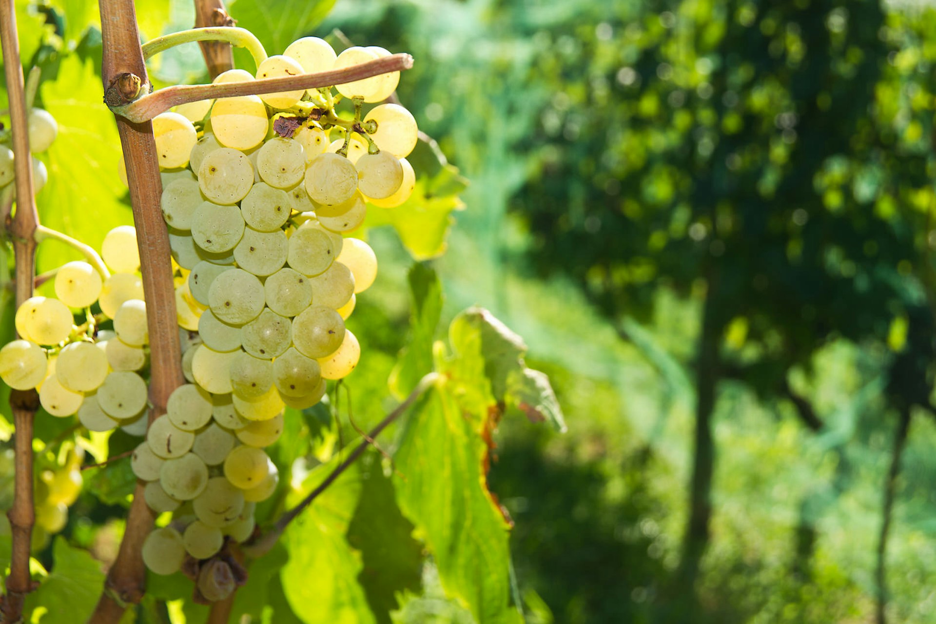 White malvazija Istarska grapes on the vine