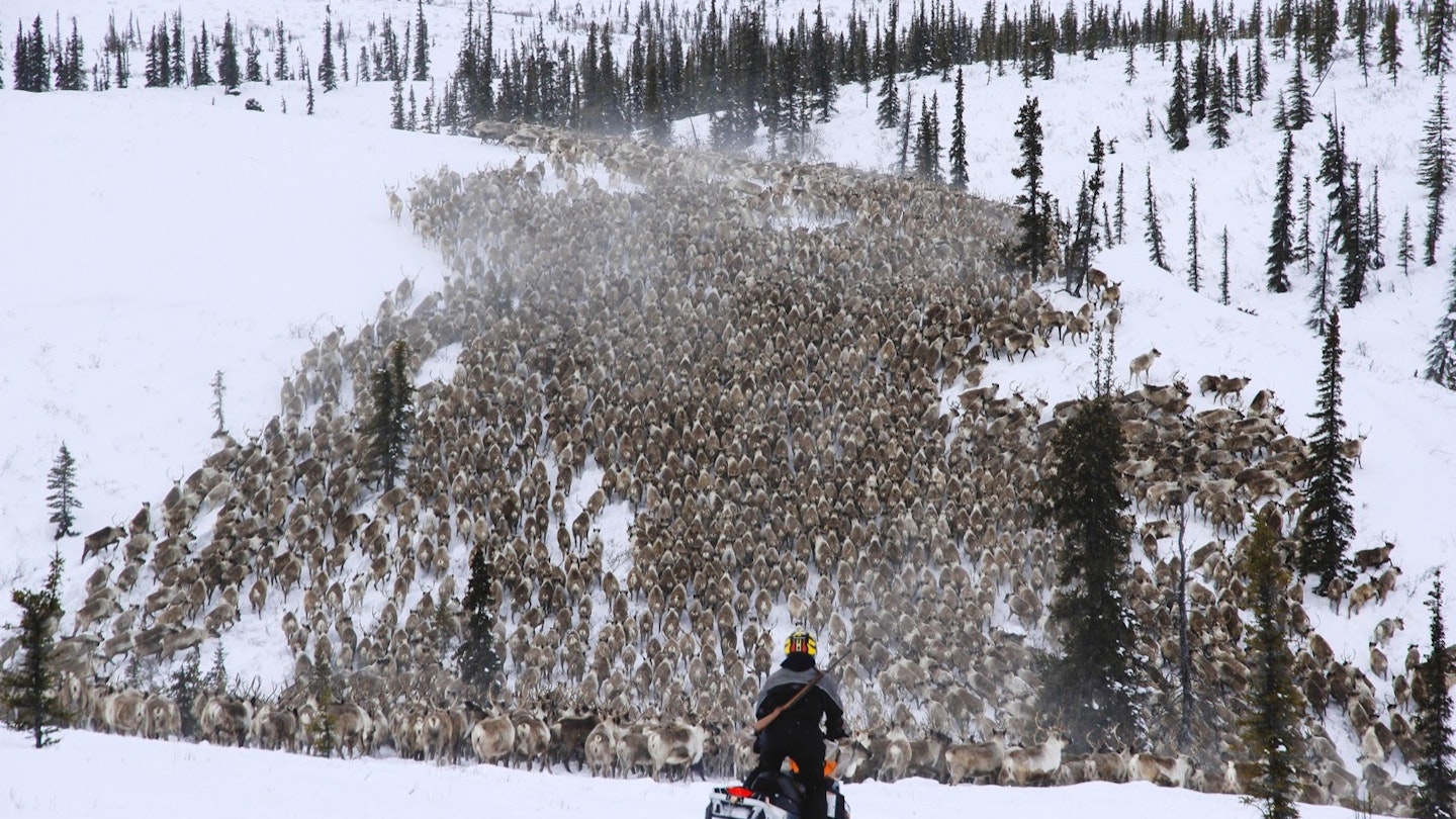 A massive herd of reindeer stretches to the horizon, with a solitary snowmobiler in the foreground watching them in the Northwest Territories.