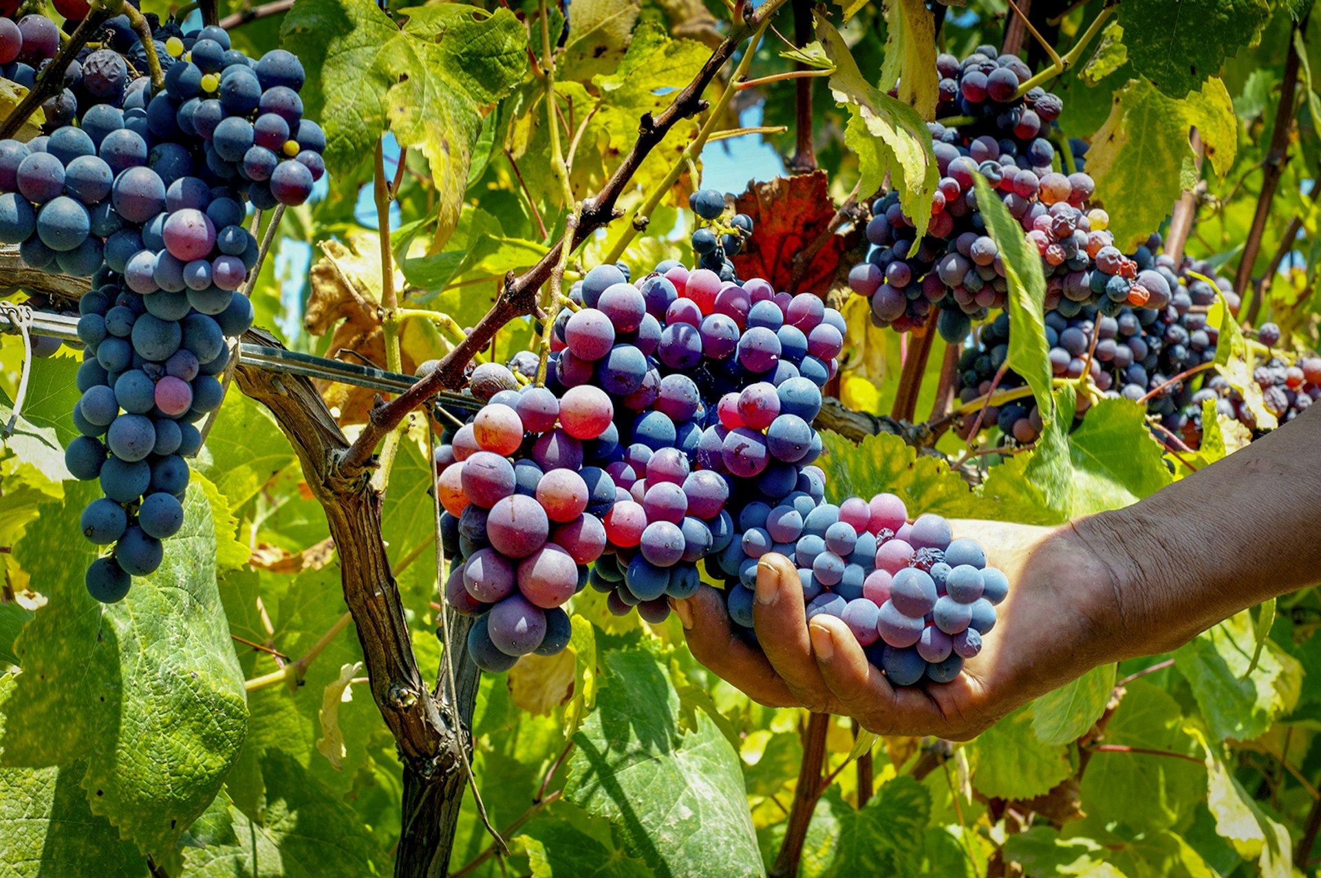 A person holds a bunch of red, maroon and purple grapes on a vine in Ica, Peru