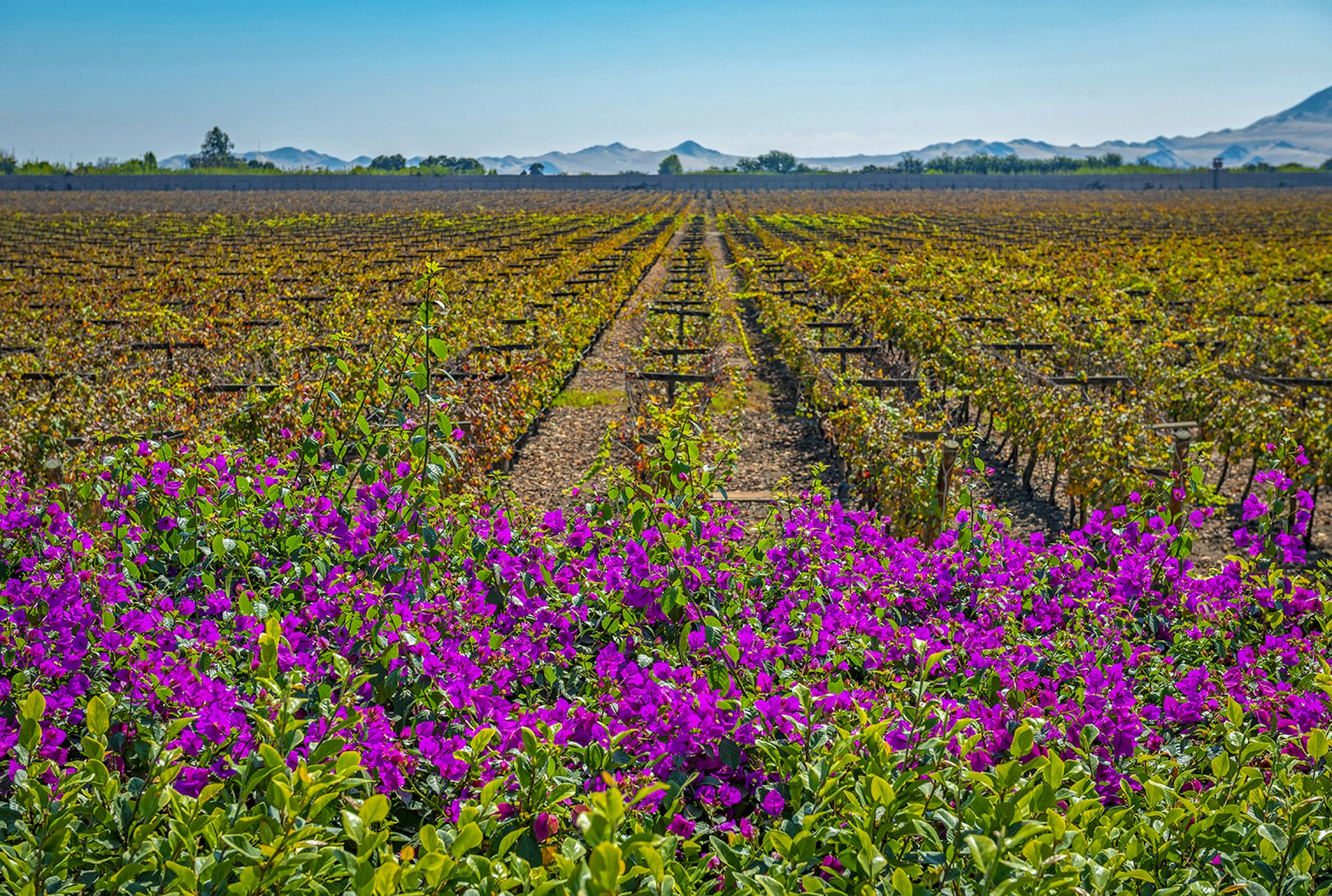 A view of a pisco vineyard in Peru with fuchsia bougainvillea flowers in the foreground
