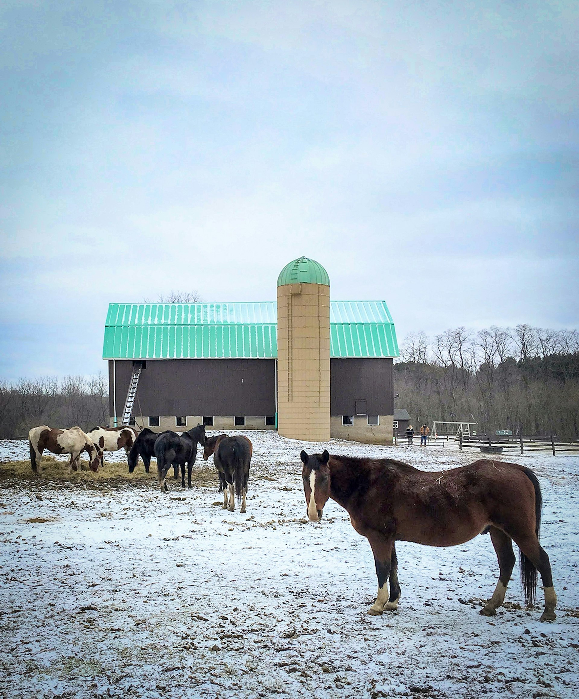 Horses stand in the snow in front of a barn with a teal roof at Geneva Lake, Wisconsin