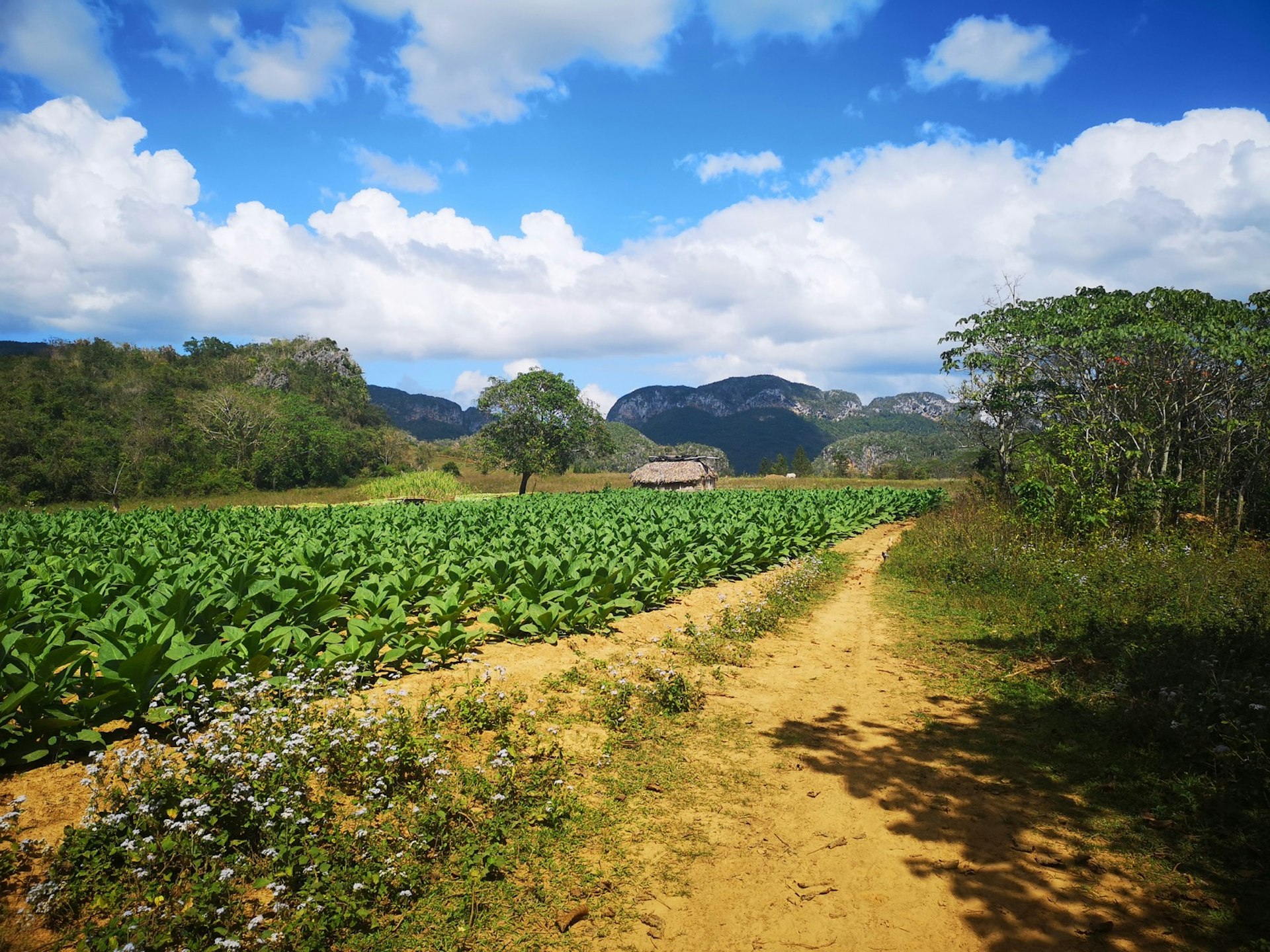 A tobacco farm in Viñales, Cuba 