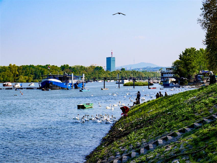 People feeding swans on the riverbank and small boats lolling on the Danube in Zemun