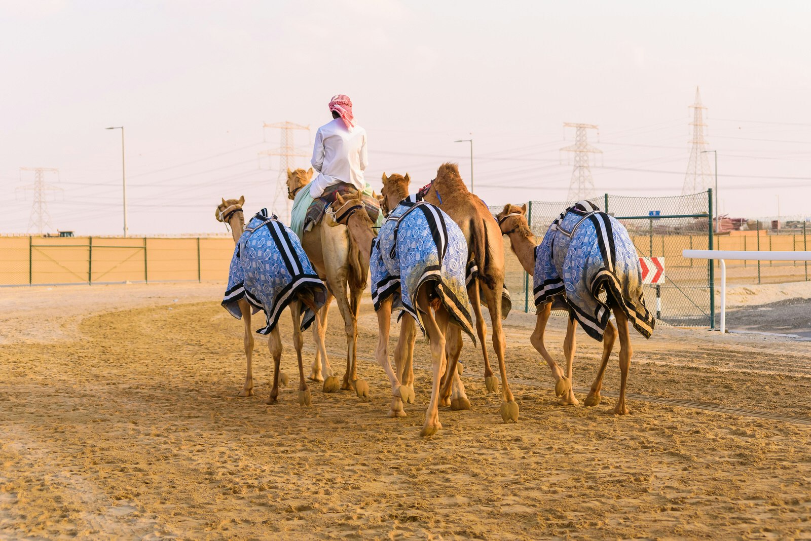 Camel rider going home with his flock of camels after a race in Al Wathba near Abu Dhabi, United Arab Emirates