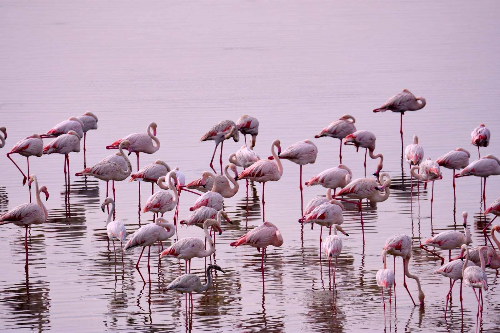 Thousands of flamingos gather at Abu Dhabi's Al Wathba Wetlands
